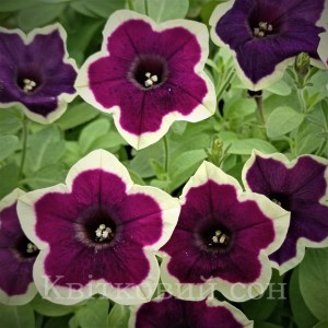 Rim magenta2 _300x300